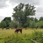 Cows grazing on Lammas Land, Newnham Rd, Cambridge, July 2020